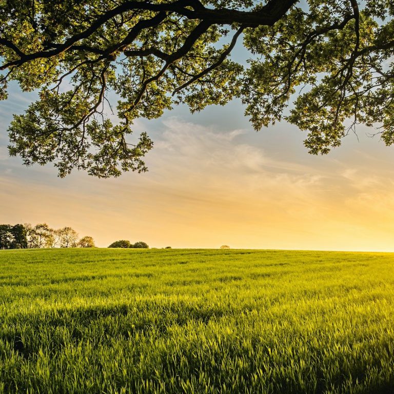 Grünes Feld unter einem Baum mit Sonnenuntergangshimmel im Hintergrund.