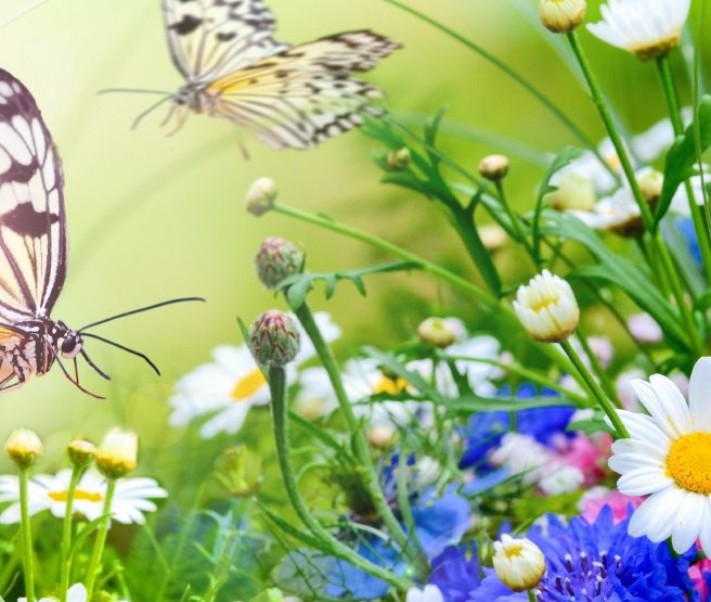 Zwei Schmetterlinge fliegen über bunte Blumen in einem sonnigen Garten.