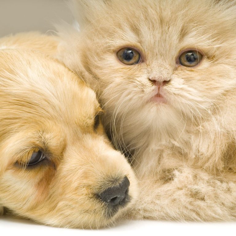 Ein goldenes Retriever-Welpe kuschelt mit einer flauschigen, hellen Katze.