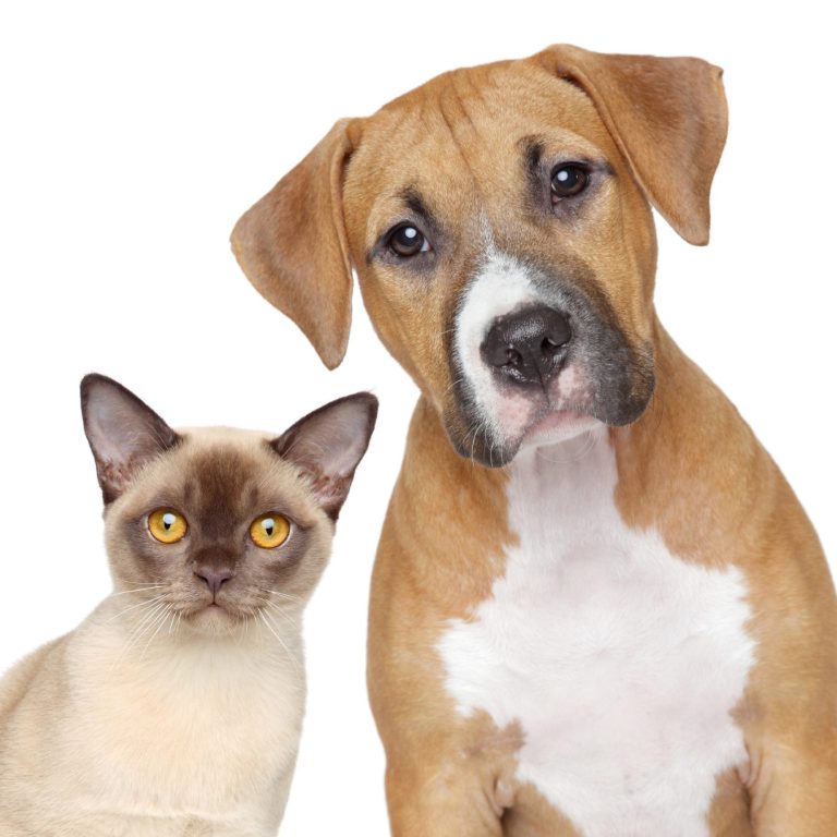 Ein brauner Hund und eine Siamkatze stehen nebeneinander vor weißem Hintergrund.