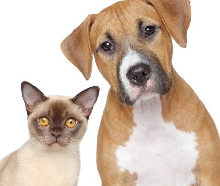 Ein Hund und eine Katze nebeneinander, beide mit aufmerksamen Blicken.